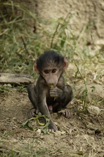 Cub, olive baboon (Papio cynocephalus anubis), Nakuru National Park, olive baboon, Anubis baboon (Papio anubis), young, Nakuru National Park, Kenya, Africa