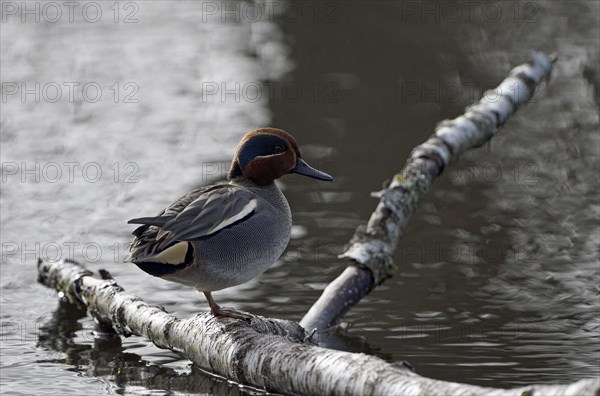 Eurasian teal (Anas crecca), drake, splendid dress, Essen, Ruhr area, North Rhine-Westphalia, Germany, Europe