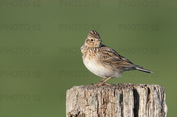 Eurasian skylark (Alauda arvensis), adult, adult bird, sitting on fence post, Dümmerniederung, Diepholz County, Lower Saxony, Germany, Europe