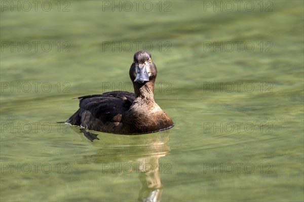 Tufted Duck (Aythya fuligula), female, Hintersee, Ramsau, Berchtesgadener Land, Bavaria, Germany, Europe