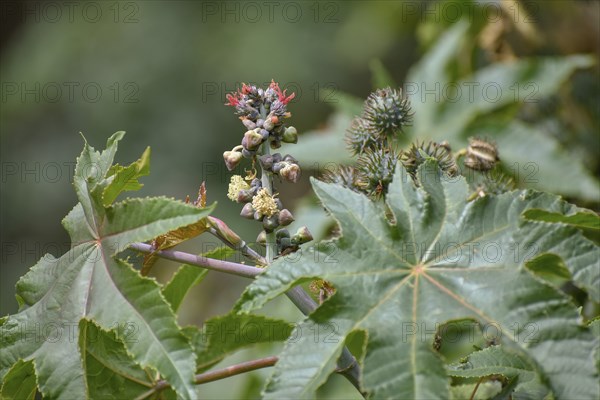 Castor oil plant (Ricinus communis), a spurge from which castor oil is extracted, with flowers and young fruits