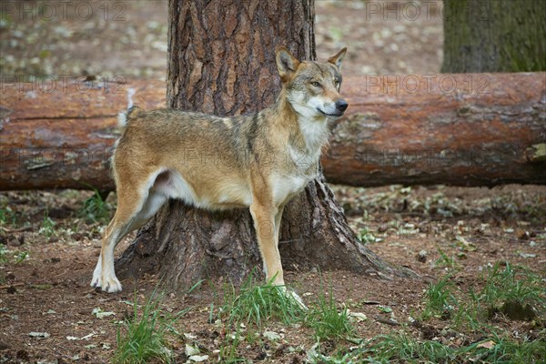 European gray wolf (Canis lupus), scratching on tree in forest, Germany, Europe