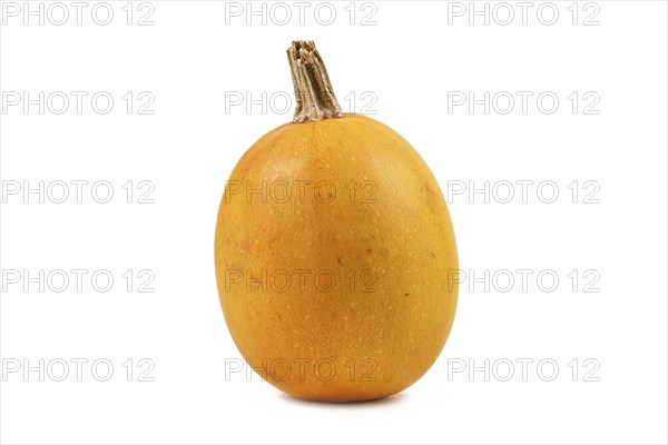 Single yellow skinned Spaghetti squash on white background