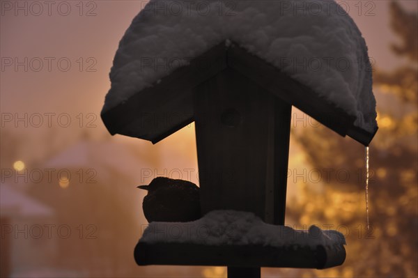 Male blackbird (Turdus merula) hiding in the snow at night in winter on the bird feeder, bird feeder, bird table