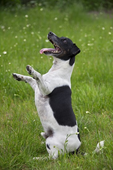 Jack Russell Terrier, pedigree dogs, terriers, domestic dogs (Canis lupus familiaris), pets, domestic animals, mammals, animals, Jack Russell Terrier sitting upright in garden