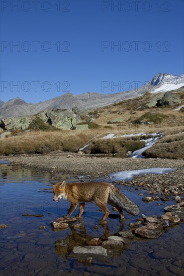 Red fox, red foxes (Vulpes vulpes), Fox, Foxes, Canines, Predators, Mammals, Animals, Red fox crossing mountain stream in the Alps, Gran Paradiso National Park, Italy, Europe