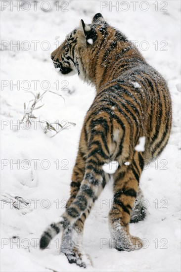 Sumatran tiger (Panthera tigris sumatrae), young