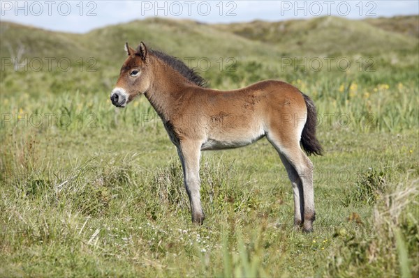 Exmoor pony, foal, sideways