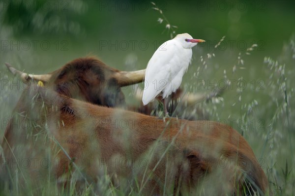 Cattle Egret (Bubulcus ibis) on Domestic Cattle, Alentejo, Portugal, heron, Europe