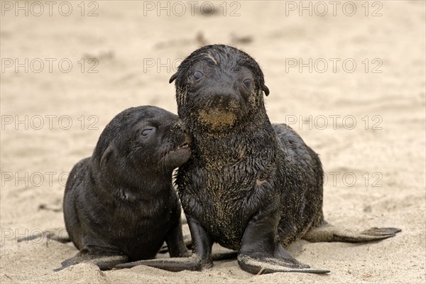 Young South African Fur Seals (Arctocephalus pusillus), pygmy fur seal, r fur seal, Cape Cross, Namibia, cape fur seals, cubs, Namibia, Africa