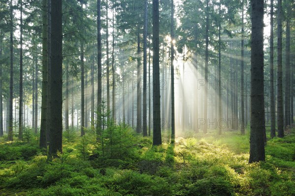 Spruce forest with fog and sunbeams, sun shining through the tree trunks, Hürtgenwald, North Rhine-Westphalia, Germany, Europe