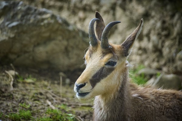 Chamois (Rupicapra rupicapra), lying on a rocky outcrop and observing its surroundings, portrait, spring, Switzerland, Europe