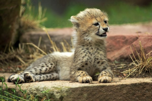 Cheetah, Northeast African cheetah (Acinonyx jubatus soemmeringii), young, ten weeks old, Africa, Northeast Africa