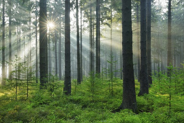 Sunbeams and fog in the spruce forest, sun shining through the tree trunks, Hürtgenwald, North Rhine-Westphalia, Germany, Europe