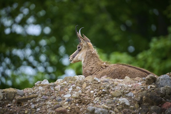 Chamois (Rupicapra rupicapra), lying on a rocky outcrop and observing its surroundings, spring, Switzerland, Europe