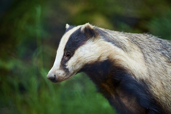 Badger (Meles meles) attentively observing something, portrait, spring