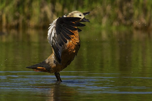 Ruddy Shelduck in nature reserve Kocks Loch, Mülheim an der Ruhr. Ruddy Shelduck in nature reserve Kocks Loch