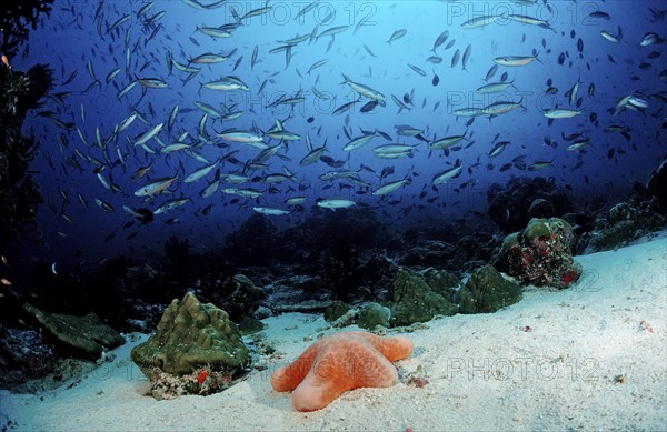 Shoal of neon fusiliers and cushion starfish, Pterocaesio tile, Choriaster granulatus, Maldives, Indian Ocean, Meemu Atoll, Asia