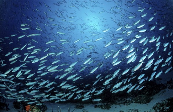 Shoal of yellow-striped fusiliers, Caesio caerulaurea, Maldives, Indian Ocean, Meemu Atoll, Asia