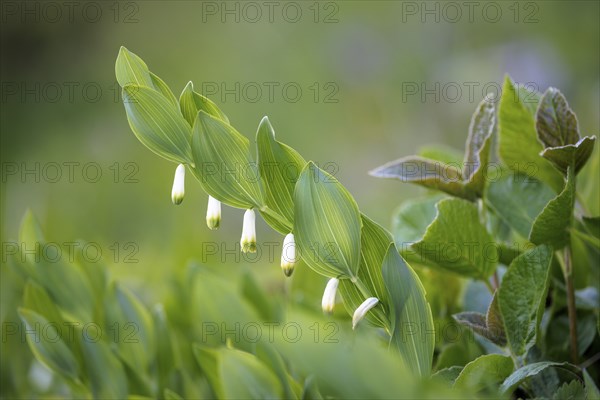 Angular Solomon's seal (Polygonatum odoratum) and grass in a green, spring-like environment, Rehletal, Engen, Hegau, Baden-Württemberg, Germany, Europe