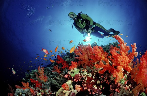 Diver and red soft corals, Acropora divaricata, Sudan, Africa, Red Sea, Africa