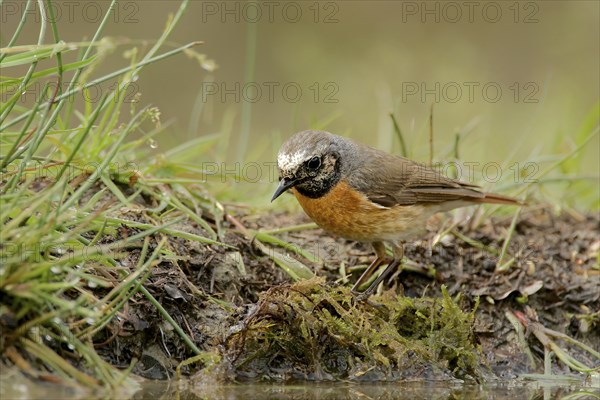 Male Common Redstart at a drinking pool