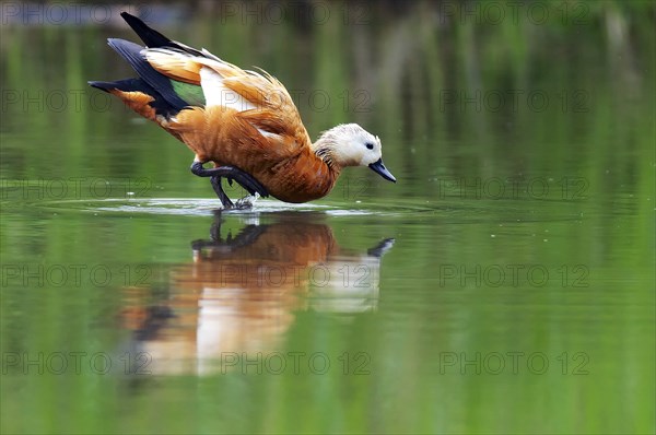 Ruddy Shelduck in nature reserve Kocks Loch, Mülheim an der Ruhr