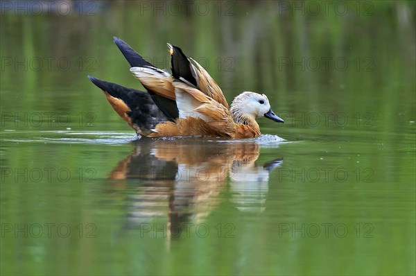 Ruddy Shelduck in nature reserve Kocks Loch, Mülheim an der Ruhr