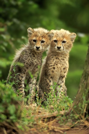 Cheetah, Northeast African cheetah (Acinonyx jubatus soemmeringii), two cubs, siblings, ten weeks old, Africa, Northeast Africa