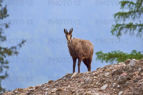 Chamois (Rupicapra rupicapra), standing on rocky ground and observing its surroundings, spring, Switzerland, Europe