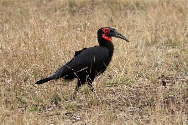 Red-faced hornbill, Southern ground hornbill, Red-cheeked hornbill, Southern hornbill, Kaffir hornbill (Bucorvus leadbeateri), adult, foraging, alert, Kruger National Park, Kruger National Park, Kruger National Park South Africa