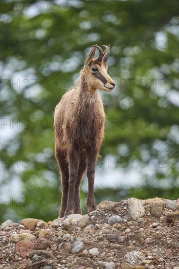 Chamois (Rupicapra rupicapra), standing on a rock and observing its surroundings, spring, Switzerland, Europe