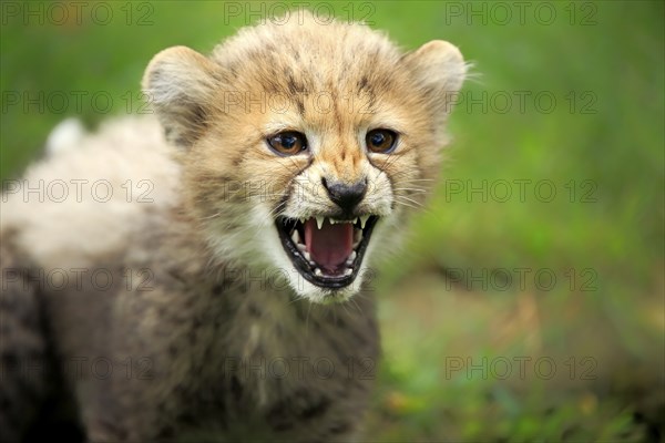 Cheetah, Northeast African cheetah (Acinonyx jubatus soemmeringii), young, snarling, threatening, ten weeks old, Africa, Northeast Africa