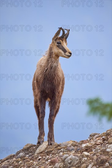 Chamois (Rupicapra rupicapra), standing on rocky ground and observing its surroundings, spring, Switzerland, Europe