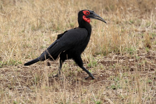 Red-faced hornbill, Southern ground hornbill, Red-cheeked hornbill, Southern hornbill, Kaffir hornbill (Bucorvus leadbeateri), adult, foraging, alert, Kruger National Park, Kruger National Park, Kruger National Park South Africa