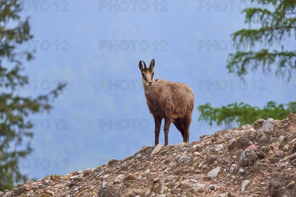 Chamois (Rupicapra rupicapra), standing on rocky ground and observing its surroundings, spring, Switzerland, Europe