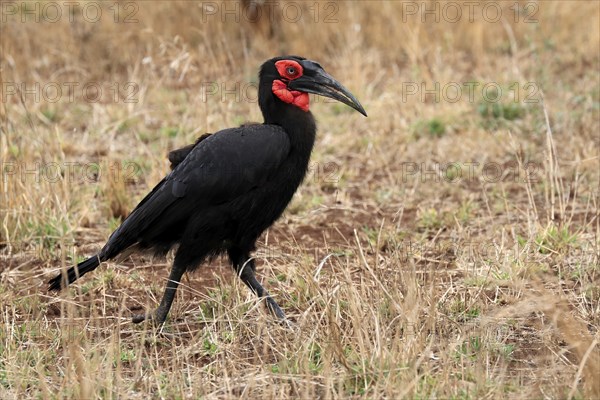 Red-faced hornbill, Southern ground hornbill, Red-cheeked hornbill, Southern hornbill, Kaffir hornbill (Bucorvus leadbeateri), adult, foraging, alert, Kruger National Park, Kruger National Park, Kruger National Park South Africa