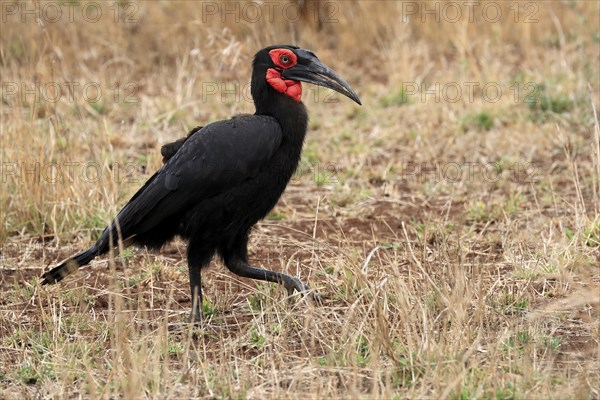 Red-faced hornbill, Southern ground hornbill, Red-cheeked hornbill, Southern hornbill, Kaffir hornbill (Bucorvus leadbeateri), adult, foraging, alert, Kruger National Park, Kruger National Park, Kruger National Park South Africa