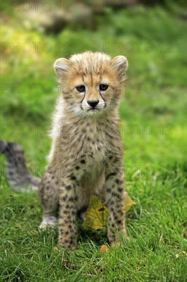 Cheetah, Northeast African cheetah (Acinonyx jubatus soemmeringii), young, ten weeks old, Africa, Northeast Africa