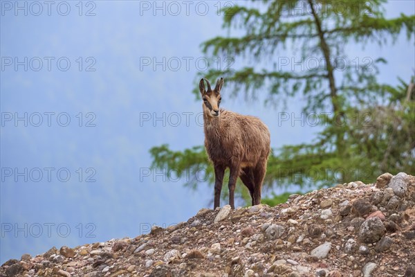 Chamois (Rupicapra rupicapra), standing on rocky ground and observing its surroundings, spring, Switzerland, Europe