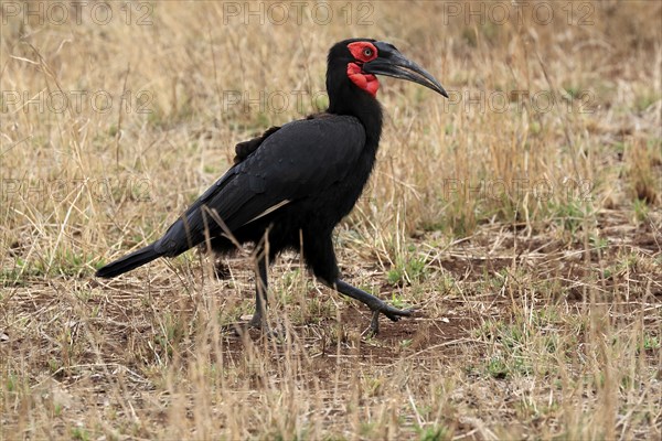 Red-faced hornbill, Southern ground hornbill, Red-cheeked hornbill, Southern hornbill, Kaffir hornbill (Bucorvus leadbeateri), adult, foraging, alert, Kruger National Park, Kruger National Park, Kruger National Park South Africa