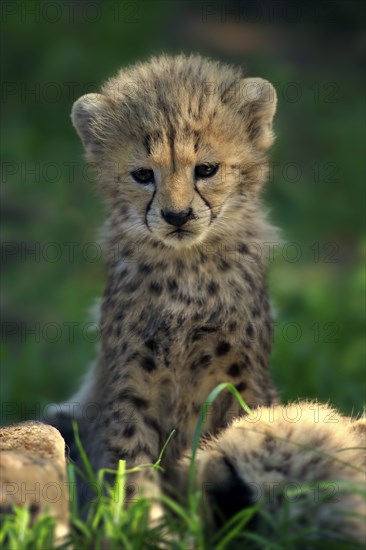 Cheetah, Northeast African cheetah (Acinonyx jubatus soemmeringii), young, seven weeks old, Africa, Northeast Africa