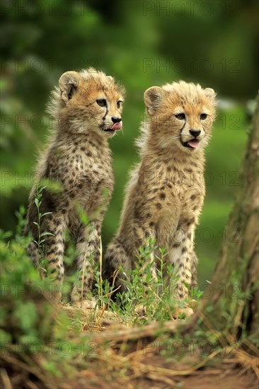 Cheetah, Northeast African cheetah (Acinonyx jubatus soemmeringii), two cubs, siblings, ten weeks old, Africa, Northeast Africa