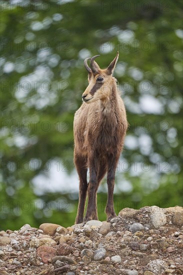 Chamois (Rupicapra rupicapra), standing on a rock and observing its surroundings, spring, Switzerland, Europe