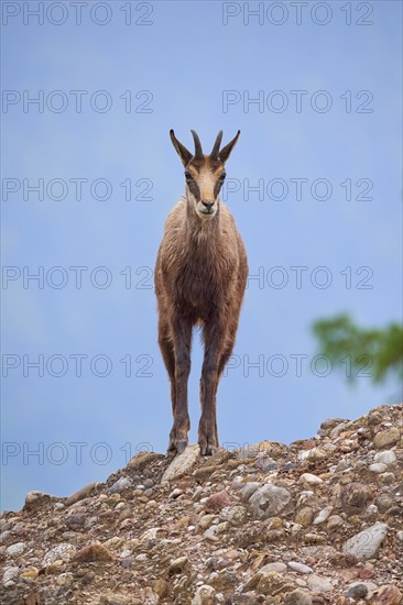 Chamois (Rupicapra rupicapra), standing on rocky ground and observing its surroundings, spring, Switzerland, Europe