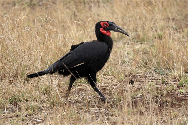 Red-faced hornbill, Southern ground hornbill, Red-cheeked hornbill, Southern hornbill, Kaffir hornbill (Bucorvus leadbeateri), adult, foraging, alert, Kruger National Park, Kruger National Park, Kruger National Park South Africa