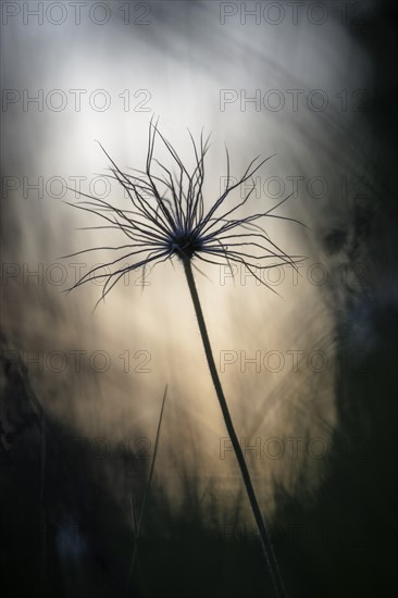 Silhouette of a seed head of a cowbell (Pulsatilla vulgaris) in the light, in front of a blurred background in nature, Rehletal, Engen, Hegau, Baden-Württemberg, Germany, Europe