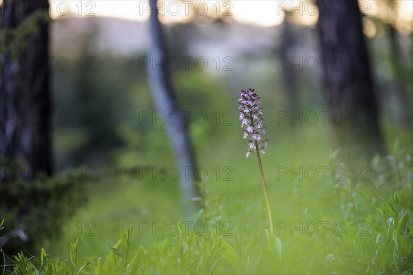 Close-up of a flower, spotted ragwort (Dactylorhiza maculata) on a green meadow on a spring morning, Rehletal, Engen, Hegau, Baden-Württemberg, Germany, Europe