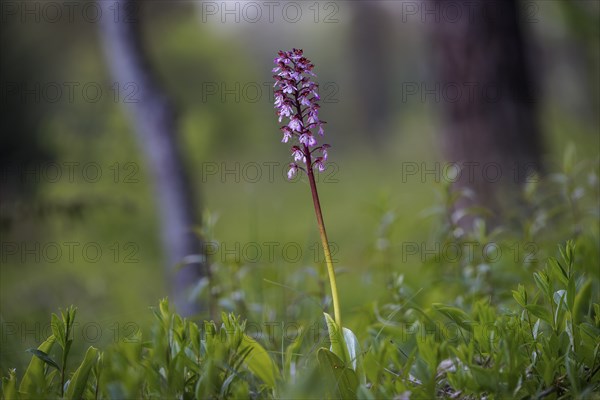 Close-up of a flower, spotted ragwort (Dactylorhiza maculata) on a green meadow on a spring morning, Rehletal, Engen, Hegau, Baden-Württemberg, Germany, Europe