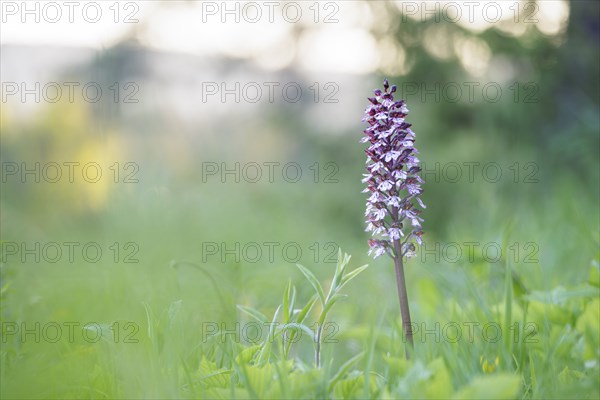 Close-up of a flower, spotted ragwort (Dactylorhiza maculata) on a green meadow on a spring morning, Rehletal, Engen, Hegau, Baden-Württemberg, Germany, Europe